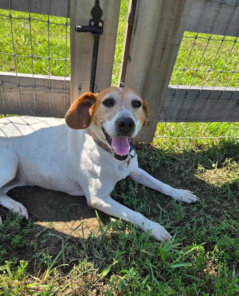 An adult medium-sized female Hound dog named Annie for adoption in Ashville, OH