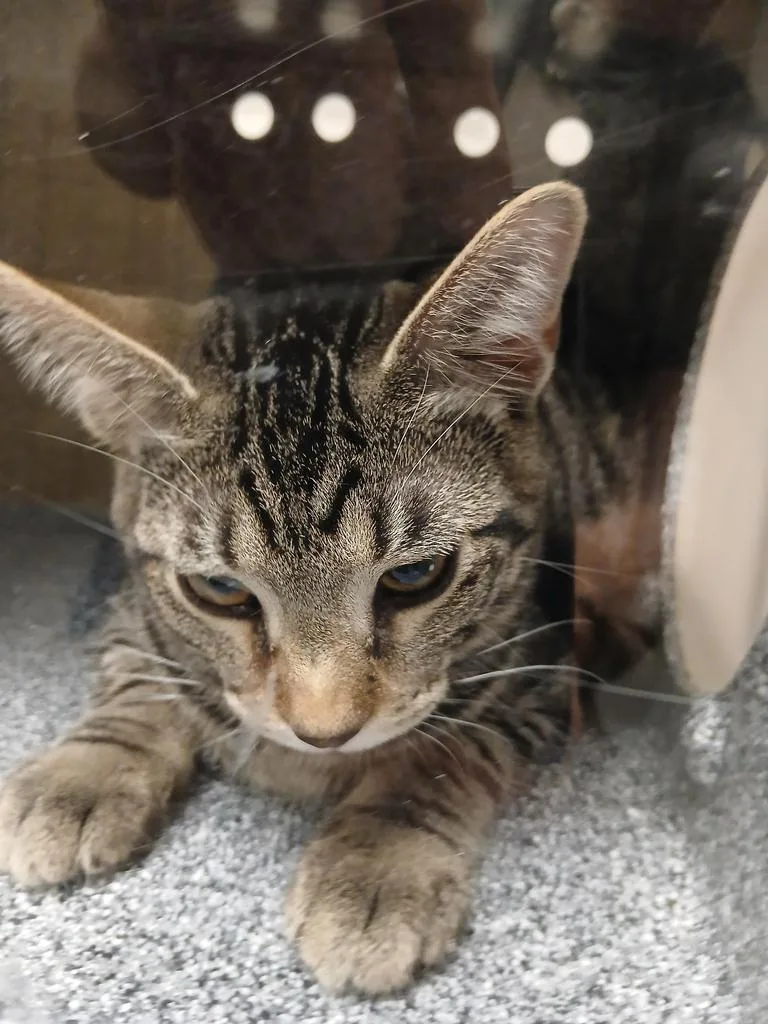 A baby small-sized male Domestic Short Hair cat named Rick for adoption in Greenfield, IN