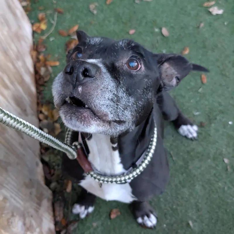 A senior medium-sized male Black English Bulldog dog named Winston Furchill for adoption in Lakeland, FL