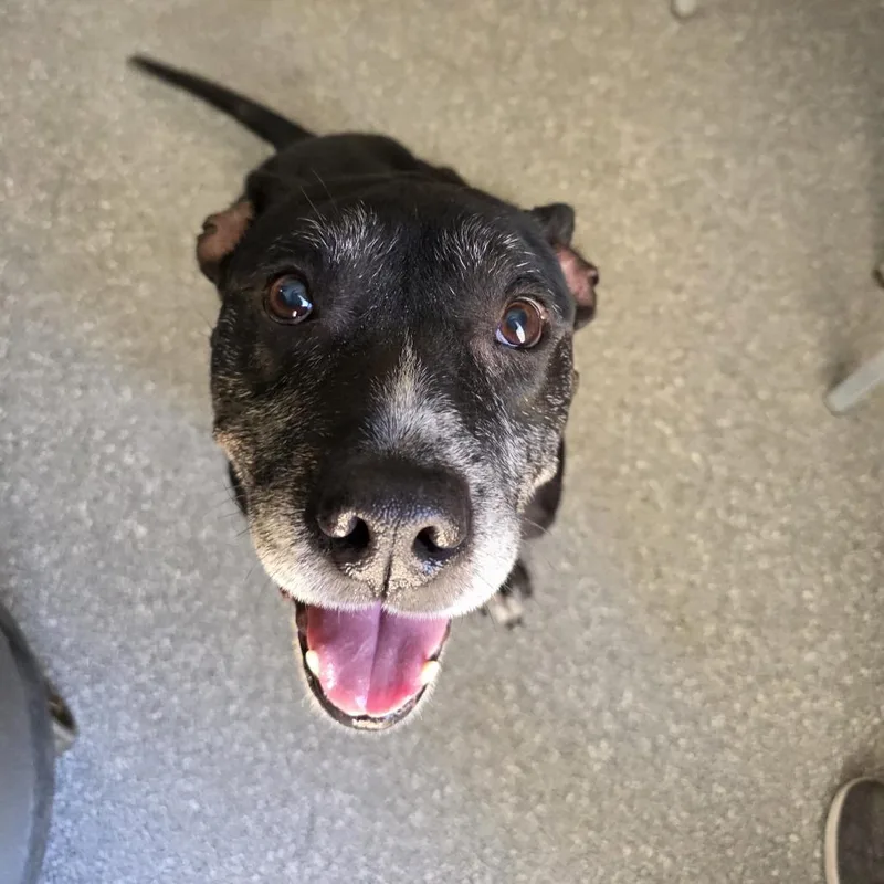 Winston Furchill thumbnail 3