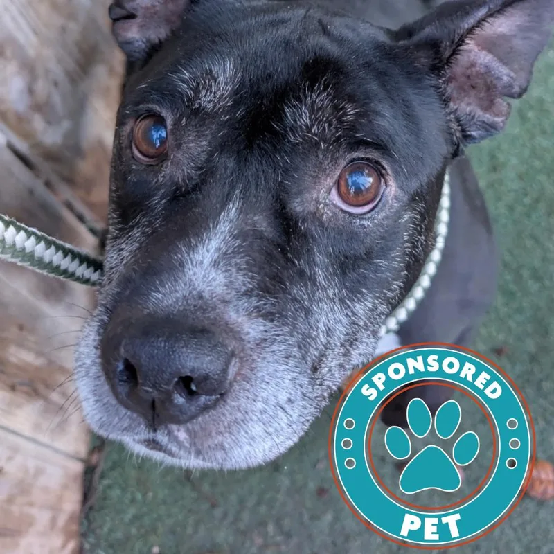 Winston Furchill thumbnail 4