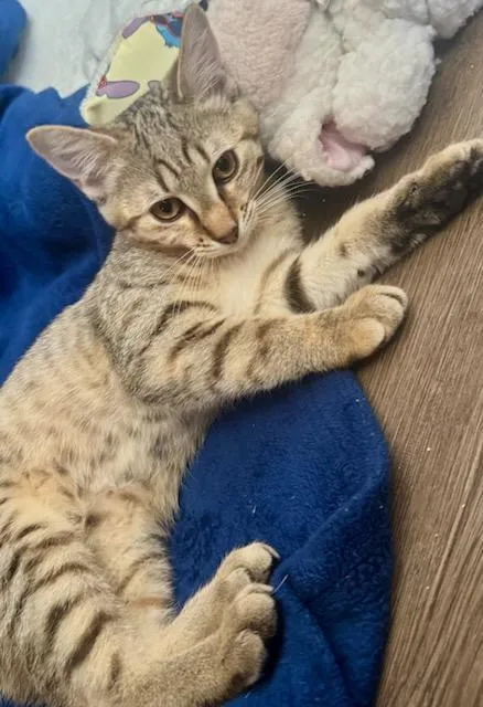 A baby medium-sized female Bengal cat named HazelMickie for adoption in Nashville, TN