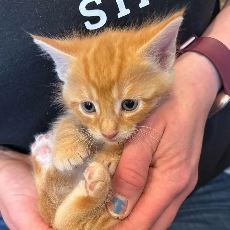 A baby small-sized male Orange / Red Domestic Short Hair cat named Castaway for adoption in Louisville, KY