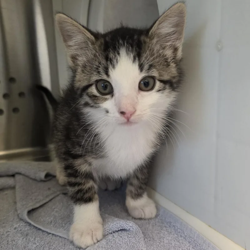 A baby small-sized male Gray / Blue / Silver Domestic Short Hair cat named Dot for adoption in Norman, OK