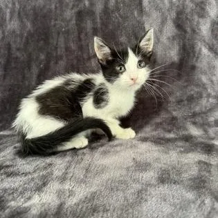 A young medium-sized male Domestic Short Hair cat named Bosco for adoption in Buffalo, MN