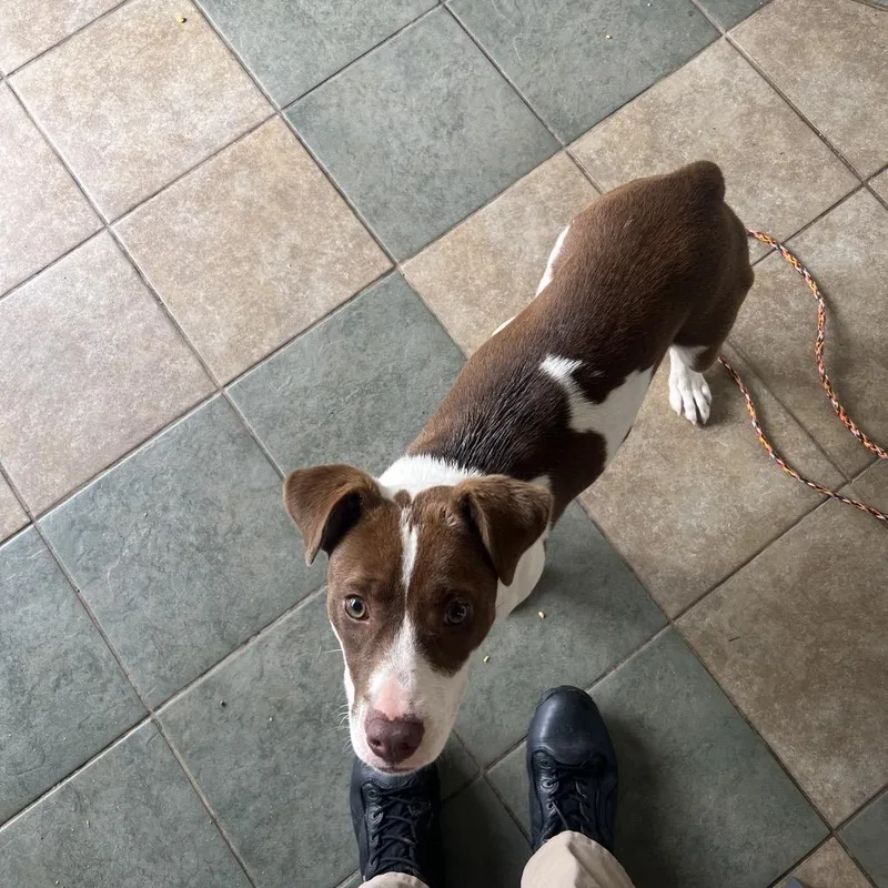 A young medium-sized female White / Cream Mixed Breed dog named Rosaline for adoption in Chattanooga, TN