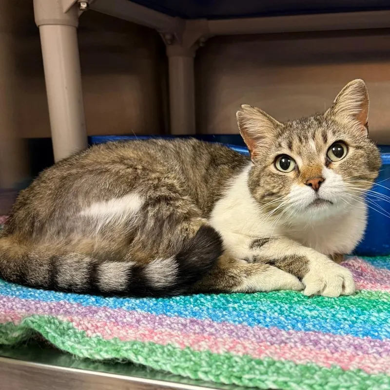 An adult small-sized female White Domestic Short Hair cat named Sadie C for adoption in Elbow Lake, MN