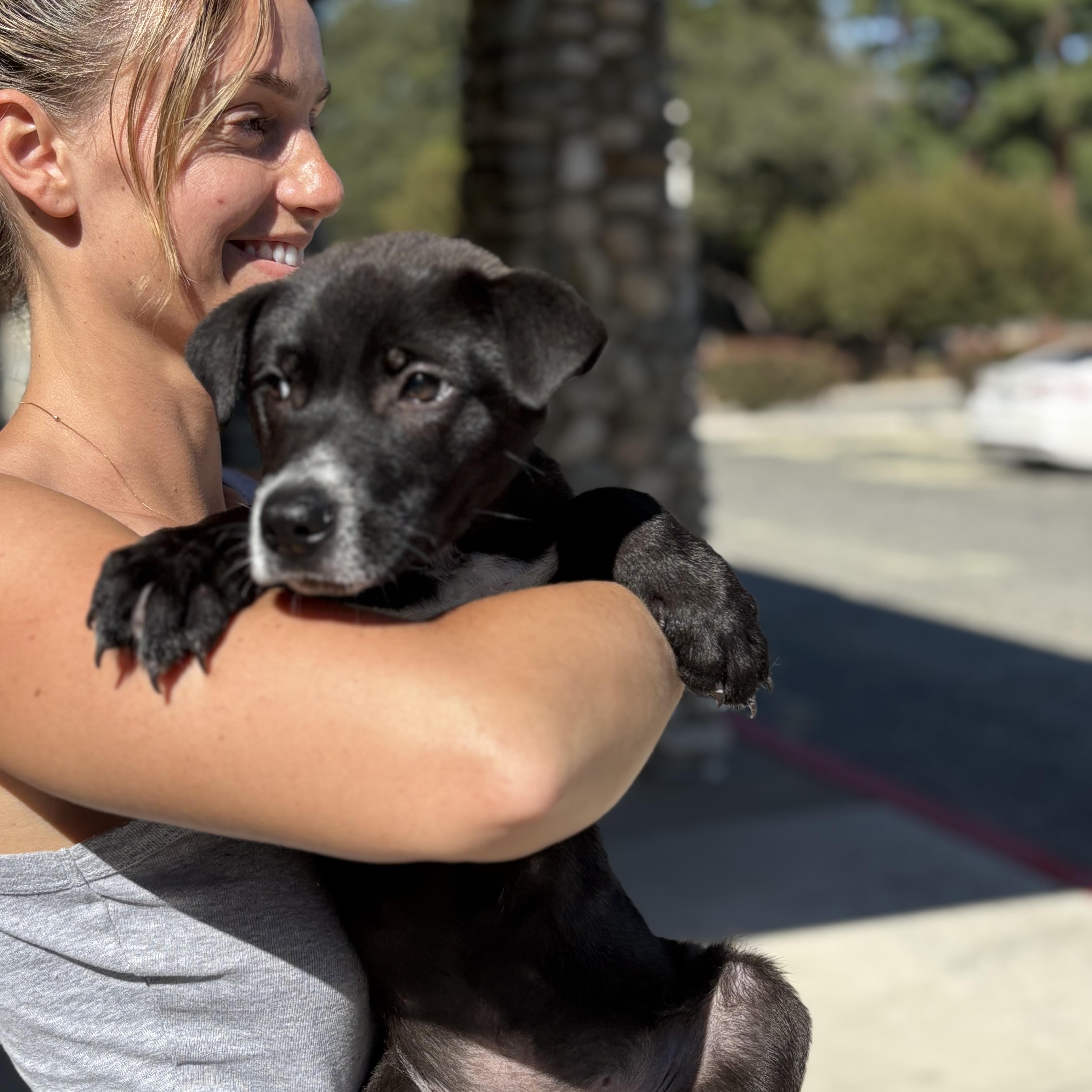 A baby medium-sized male Black Labrador Retriever dog named Archer for adoption in Encino, CA