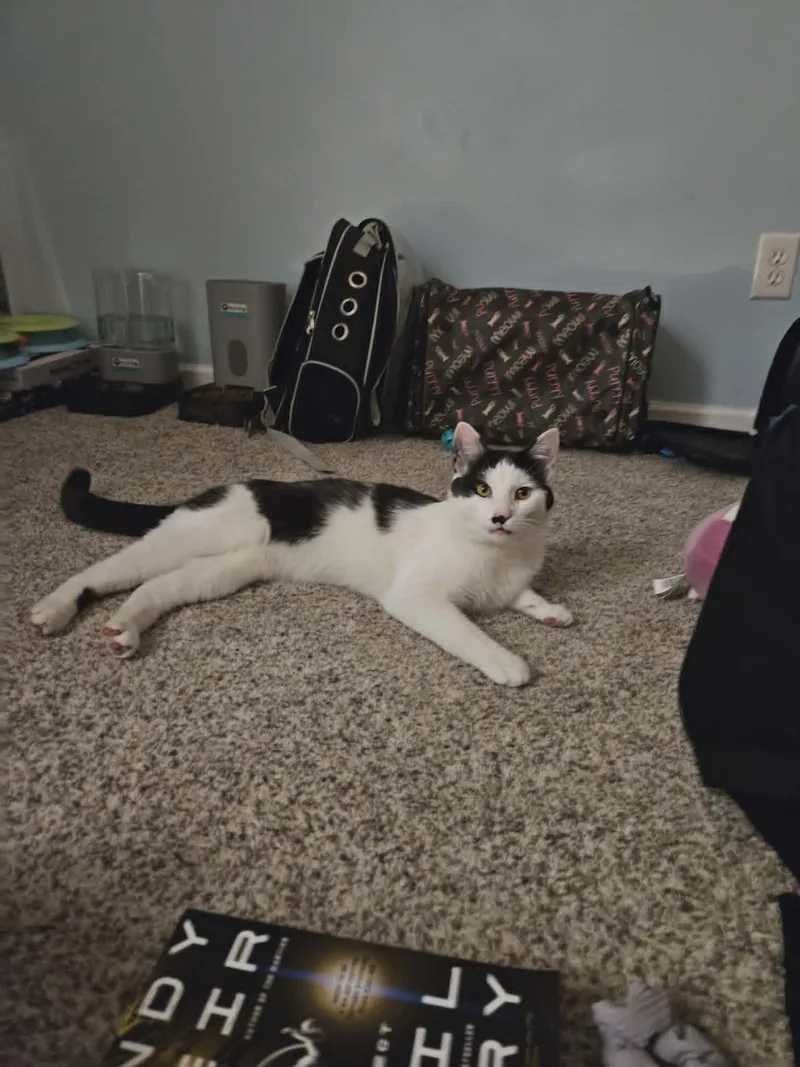 A young medium-sized male Black & White / Tuxedo Tuxedo cat named Arthur for adoption in Columbus, OH