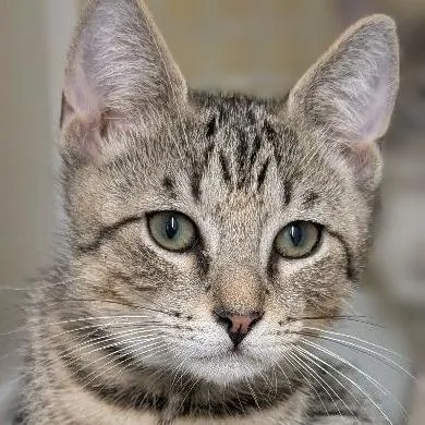 A baby small-sized male Brown / Chocolate Domestic Short Hair cat named Bosco for adoption in Hamburg, NY