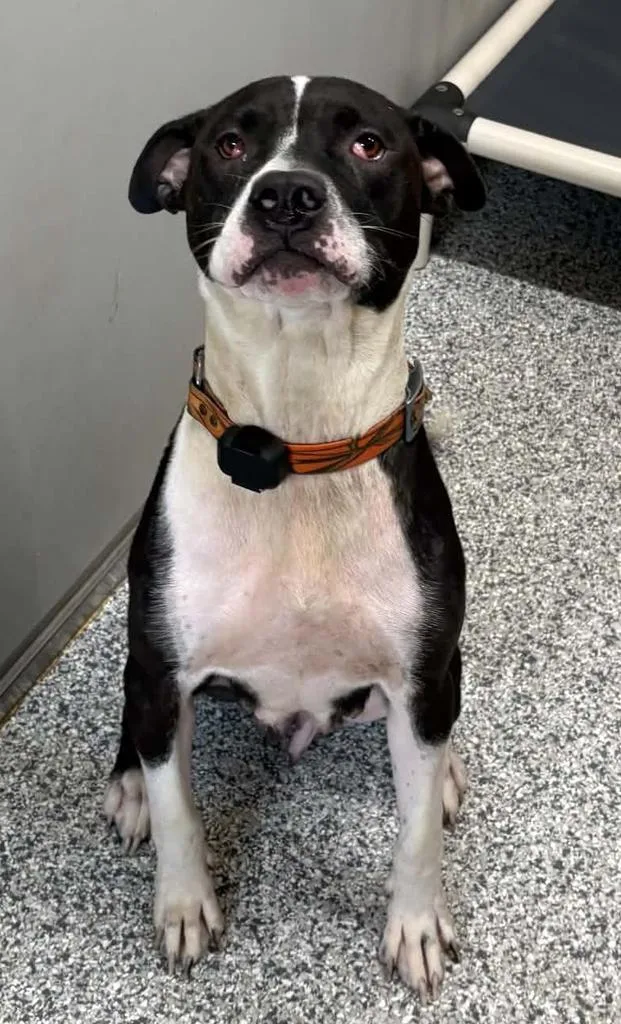 An adult large-sized female Pit Bull Terrier dog named Luna for adoption in Waverly, TN