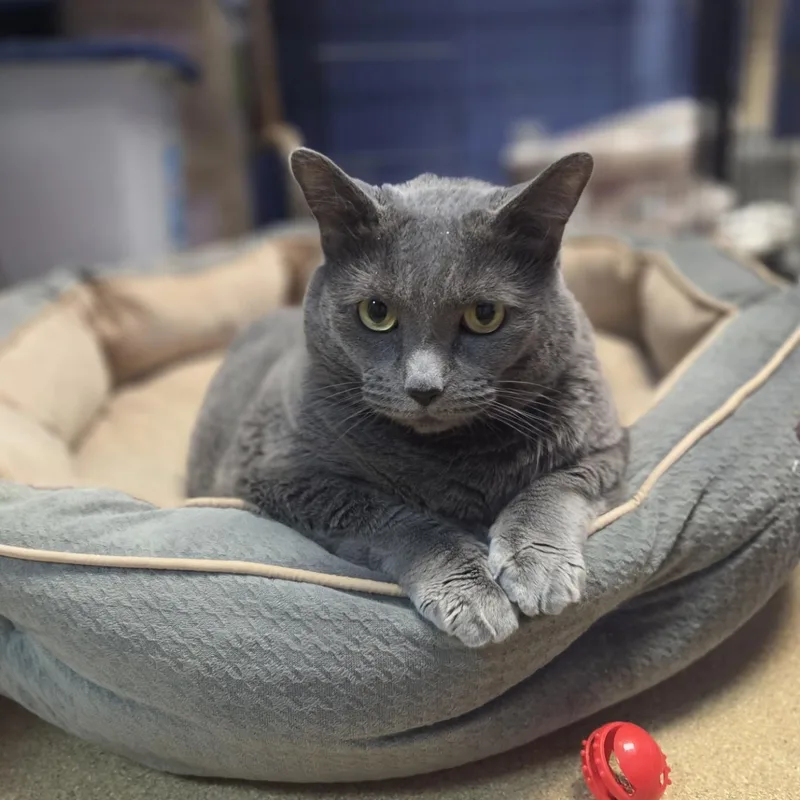 An adult extra large-sized female Gray / Blue / Silver Domestic Short Hair cat named Mabel for adoption in Brookings, SD