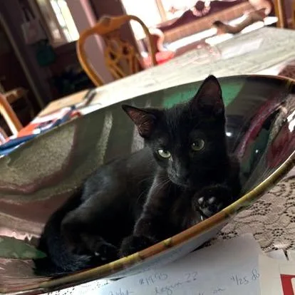 A baby small-sized female Black Domestic Short Hair cat named Cher for adoption in Fairfax Station, VA