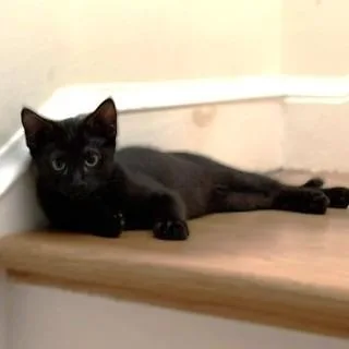 Cher thumbnail 2