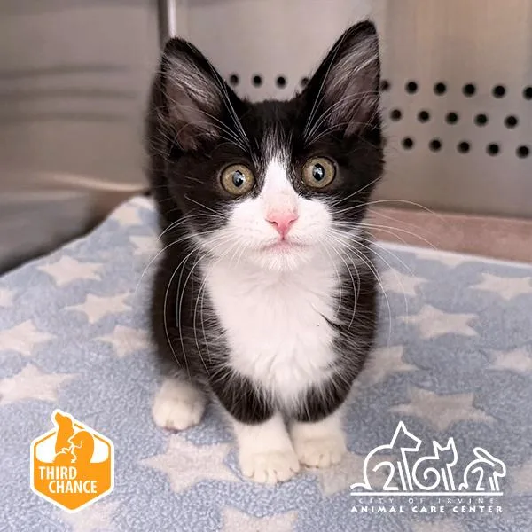 A baby small-sized male Domestic Short Hair cat named Kengi for adoption in Irvine, CA