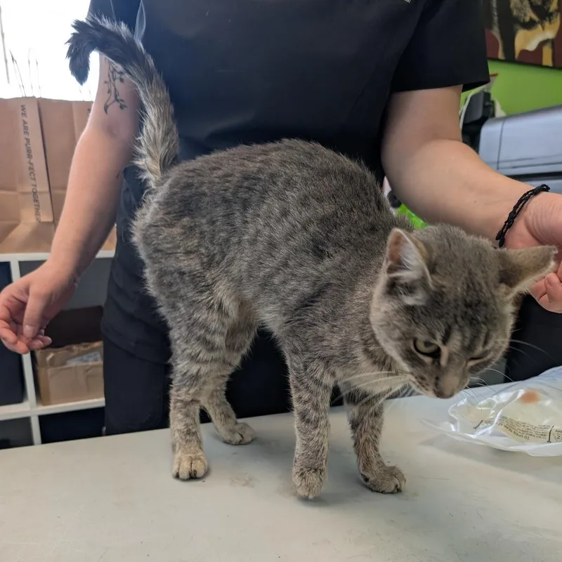 A young small-sized female Gray / Blue / Silver Domestic Short Hair cat named Hyatt for adoption in Emporia, KS