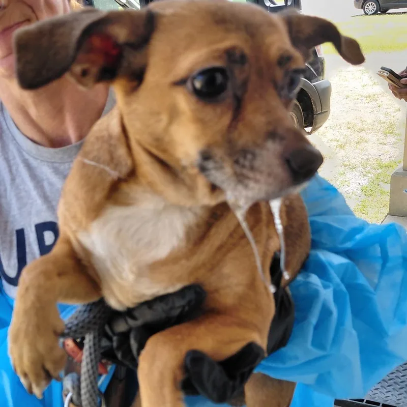 An adult medium-sized female Brown / Chocolate Mixed Breed dog named Tiny for adoption in LOXAHATCHEE, FL