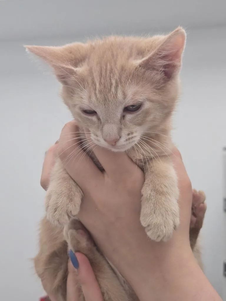 A baby small-sized male Domestic Short Hair cat named Doug for adoption in Cambridge, MD