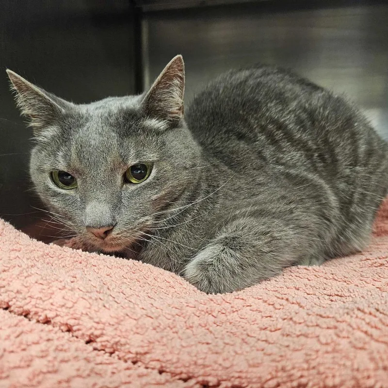 An adult small-sized female Domestic Short Hair cat named Strawberry Frog for adoption in Manchester, NH