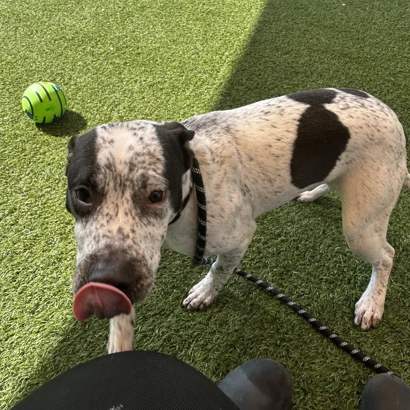A young small-sized male White / Cream Mixed Breed dog named Gideon for adoption in Washington Township, OH