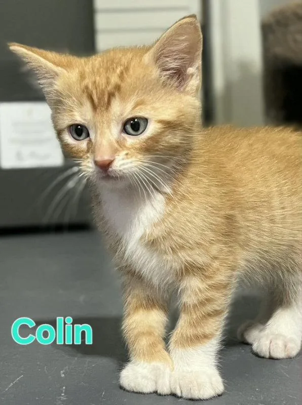A young medium-sized male Orange / Red Domestic Short Hair cat named Collin for adoption in Delran, NJ