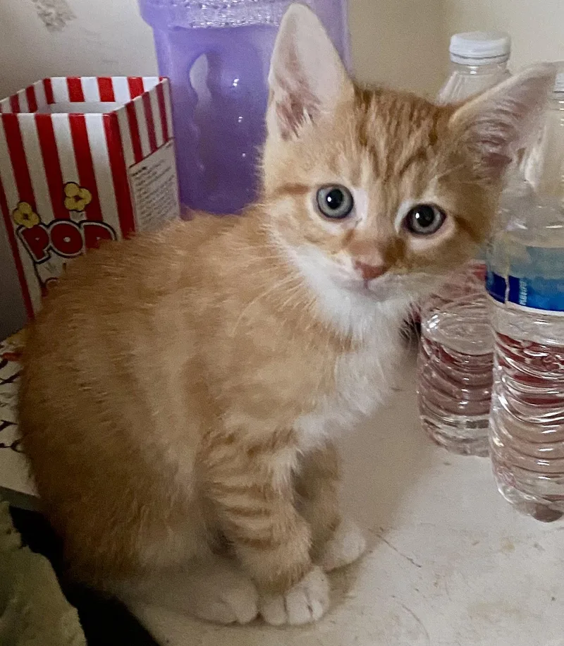 A baby medium-sized male Domestic Short Hair cat named Joey for adoption in Versailles, KY