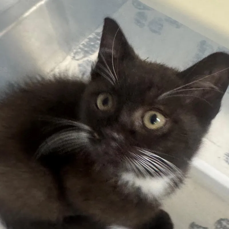 A baby small-sized male Black Domestic Short Hair cat named Sigma for adoption in Greenville, SC