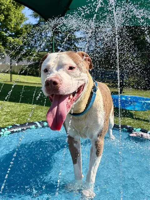 A young medium-sized male Pit Bull Terrier dog named Santiago for adoption in Statesville, NC