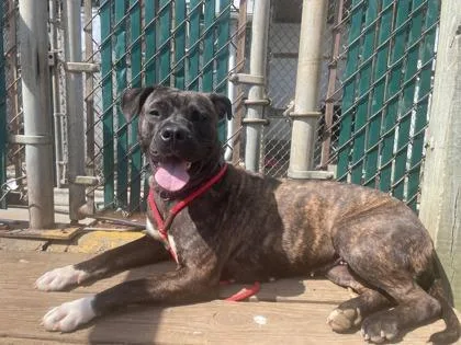 Mocha Fka Cindy thumbnail 2