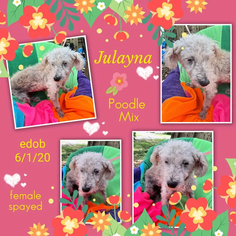Julayna MVT