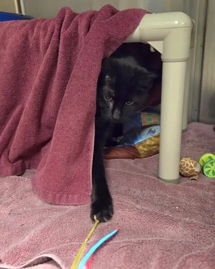 A senior large-sized male Domestic Short Hair cat named Keith for adoption in Westland, MI