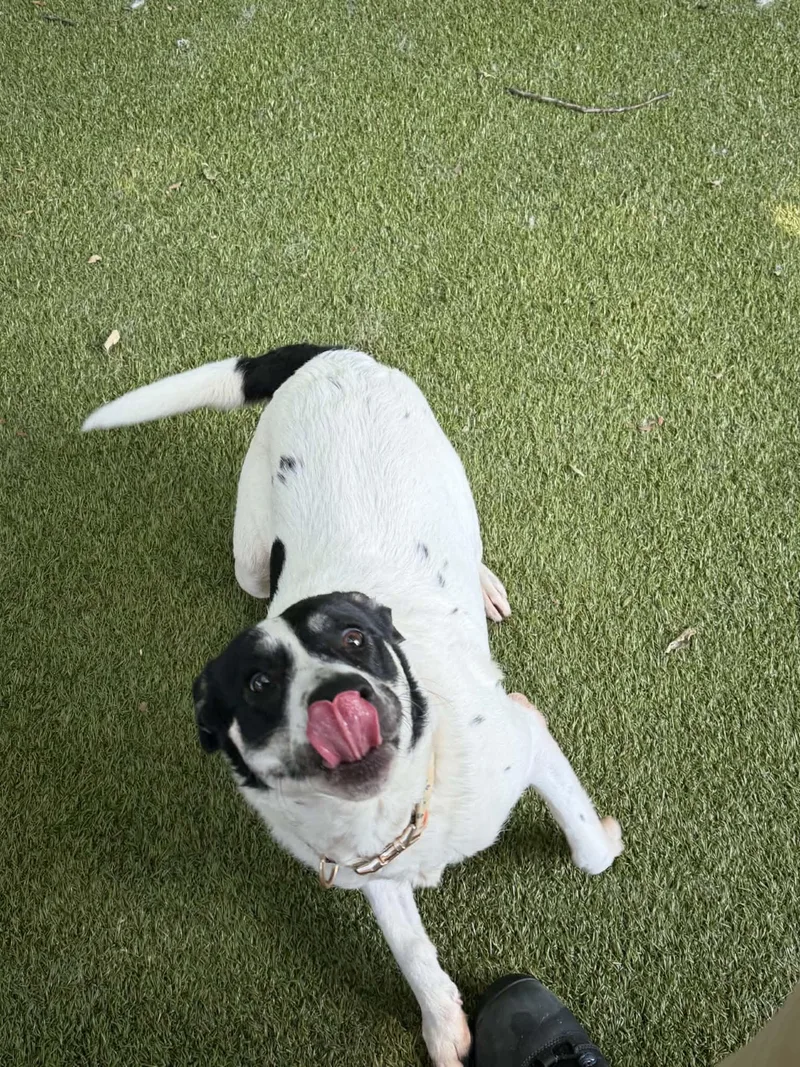 An adult medium-sized female Black Australian Cattle Dog / Blue Heeler dog named Kaliop for adoption in Germantown, TN