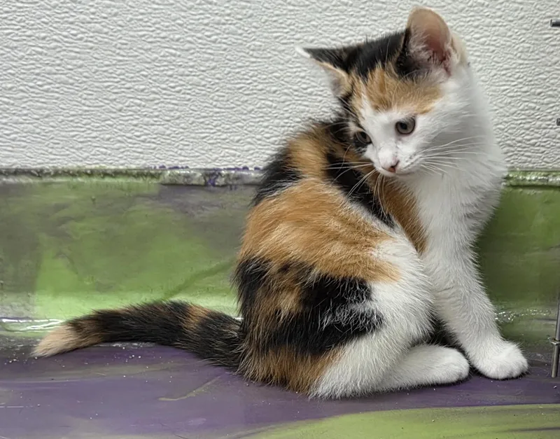 A baby medium-sized female Calico cat named Chelsie for adoption in Anna, IL