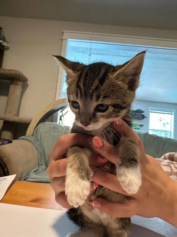 A baby medium-sized female Tabby cat named Penny for adoption in Kennewick, WA