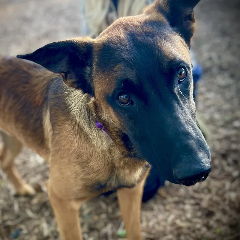A young large-sized male Belgian Shepherd / Malinois dog named Duke for adoption in San Andreas, CA
