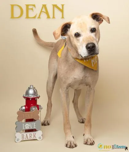 A senior large-sized male Labrador Retriever dog named Dean for adoption in Fairhope, AL