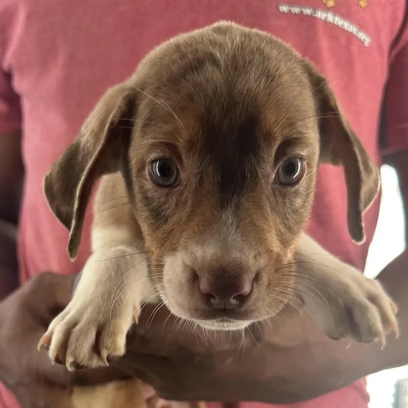 A baby medium-sized female Red / Chestnut / Orange Labrador Retriever dog named Holly Local October for adoption in Brookshire, TX