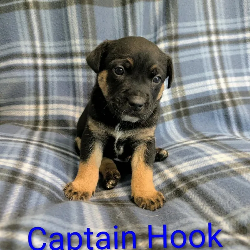Captain Hook