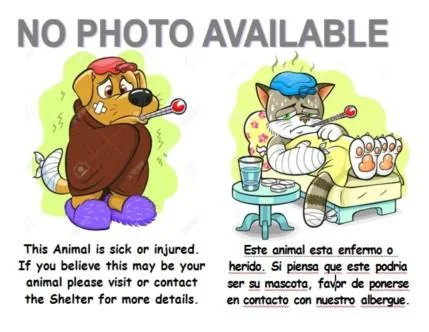 A baby small-sized female Domestic Short Hair cat named A for adoption in San Pedro, CA