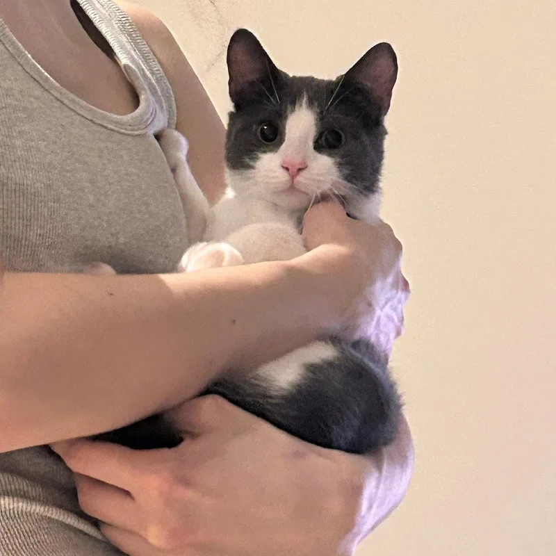 A baby medium-sized male Gray & White Domestic Short Hair cat named Haku for adoption in Brooklyn, NY