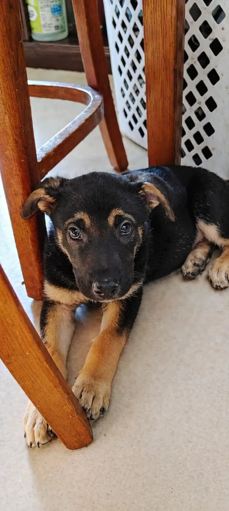 A baby medium-sized female Black Mixed Breed dog named Dawn Bellwether for adoption in Kenosha, WI