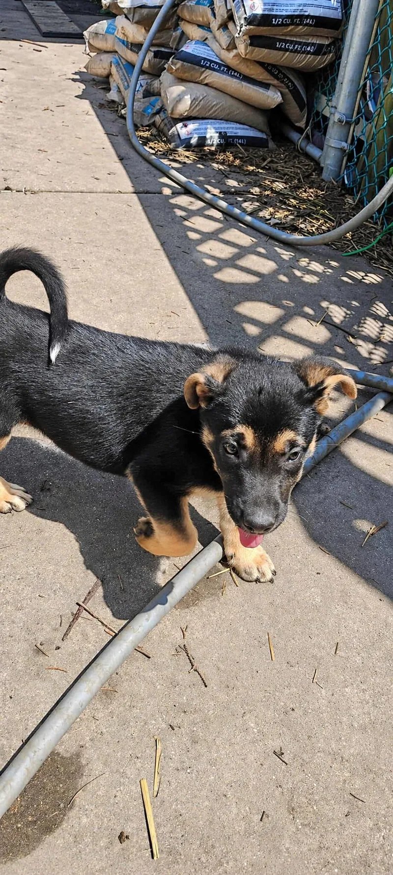 Dawn Bellwether thumbnail 3