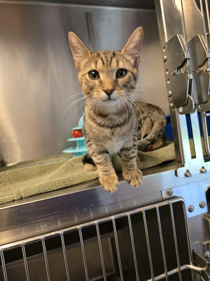 A baby medium-sized male Tabby (Buff / Tan / Fawn) Domestic Short Hair cat named Mike D for adoption in Umatilla, FL