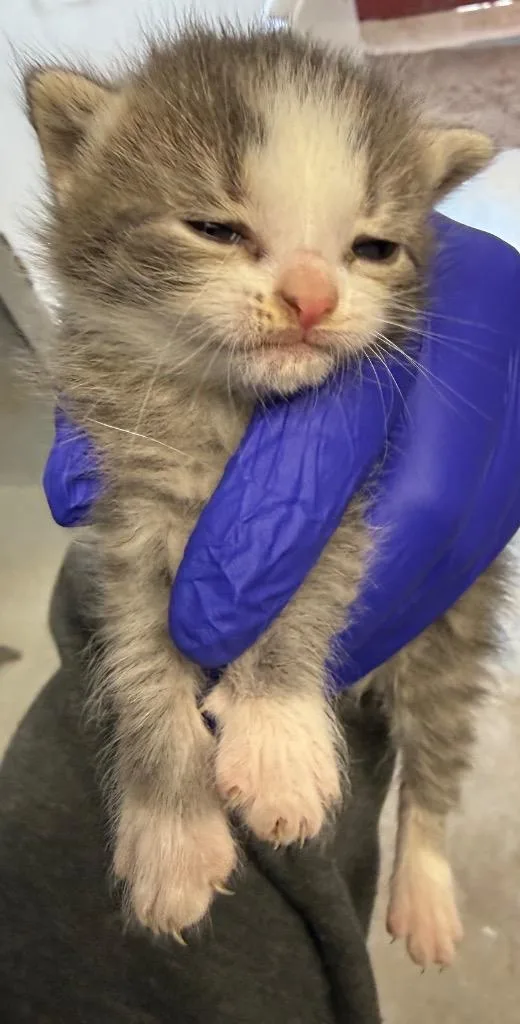 A baby small-sized female Domestic Short Hair cat named Sparky for adoption in Greencastle, IN