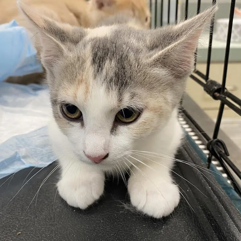 A baby small-sized female Calico Domestic Short Hair cat named Reasons You Are Late for adoption in Westminster, CA