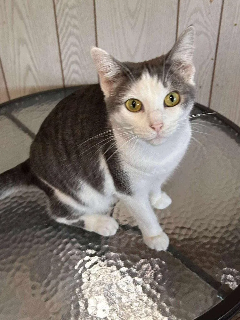 An adult medium-sized female Domestic Short Hair cat named Angel for adoption in Cromwell, KY