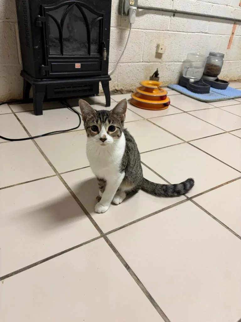 A baby small-sized female Domestic Long Hair cat named Jo for adoption in Big Spring, TX