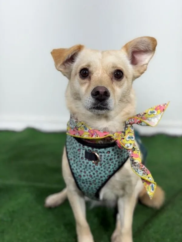 A young small-sized female Yellow / Tan / Blond / Fawn Chihuahua dog named Dream for adoption in Carlsbad, CA