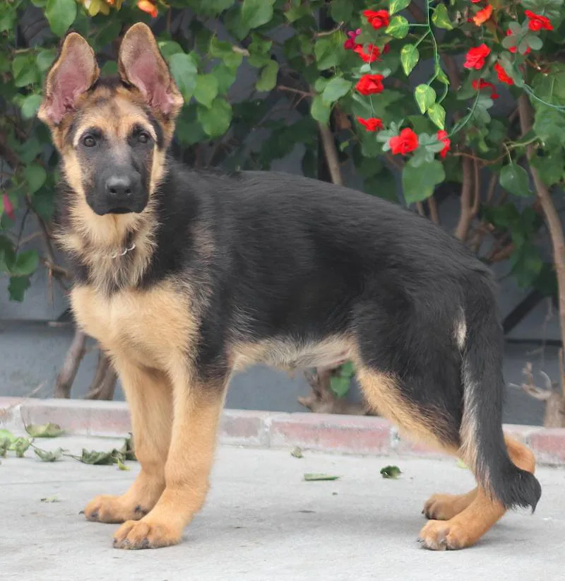 A baby large-sized female Black German Shepherd Dog dog named Brisa Von Bergheim for adoption in Los Angeles, CA