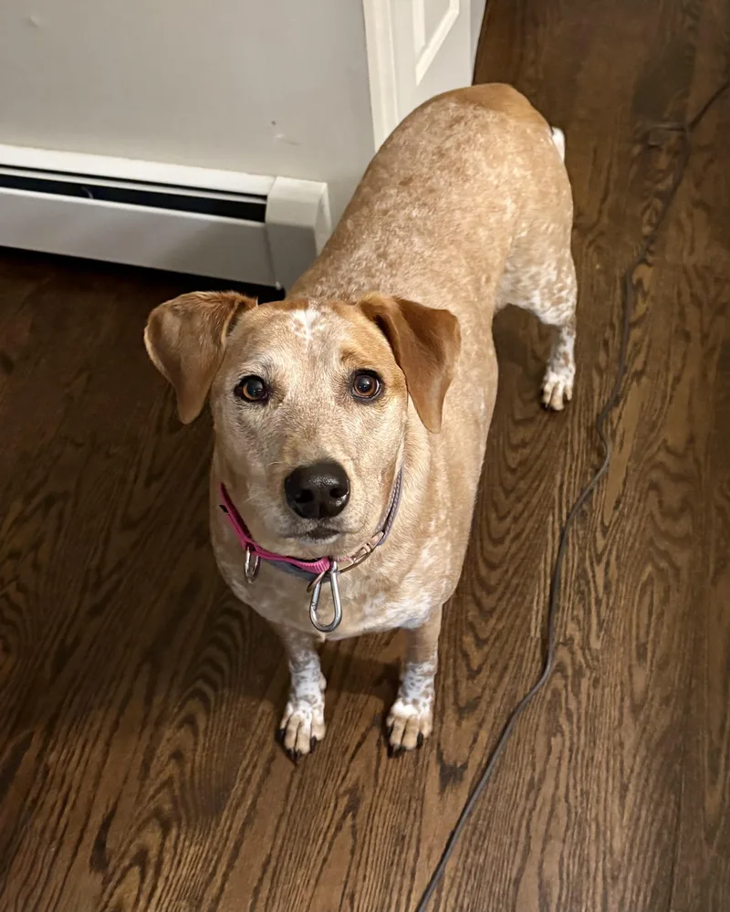 An adult large-sized female Red / Chestnut / Orange Cattle Dog dog named Palawan for adoption in New York, NY